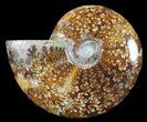 Polished, Agatized Ammonite (Cleoniceras) - Madagascar #54714-1